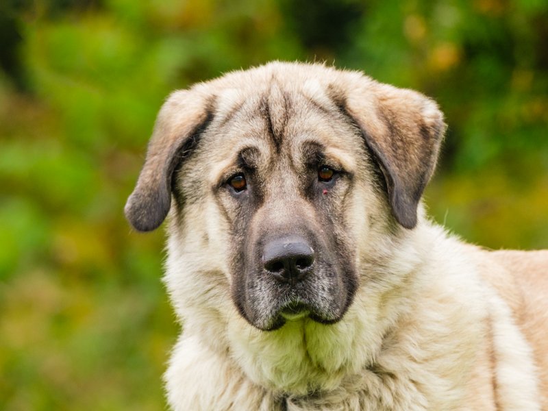 adoptable Dog in Higley, AZ named CANADA: QUEBEC, MONTREAL; 