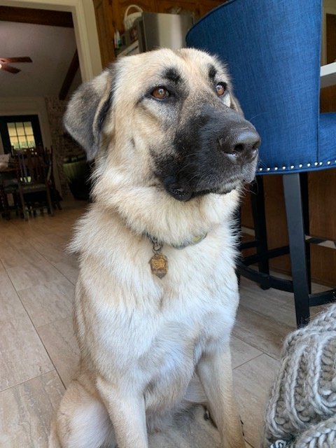 adoptable Dog in Higley, AZ named TEXAS, DENTON; 