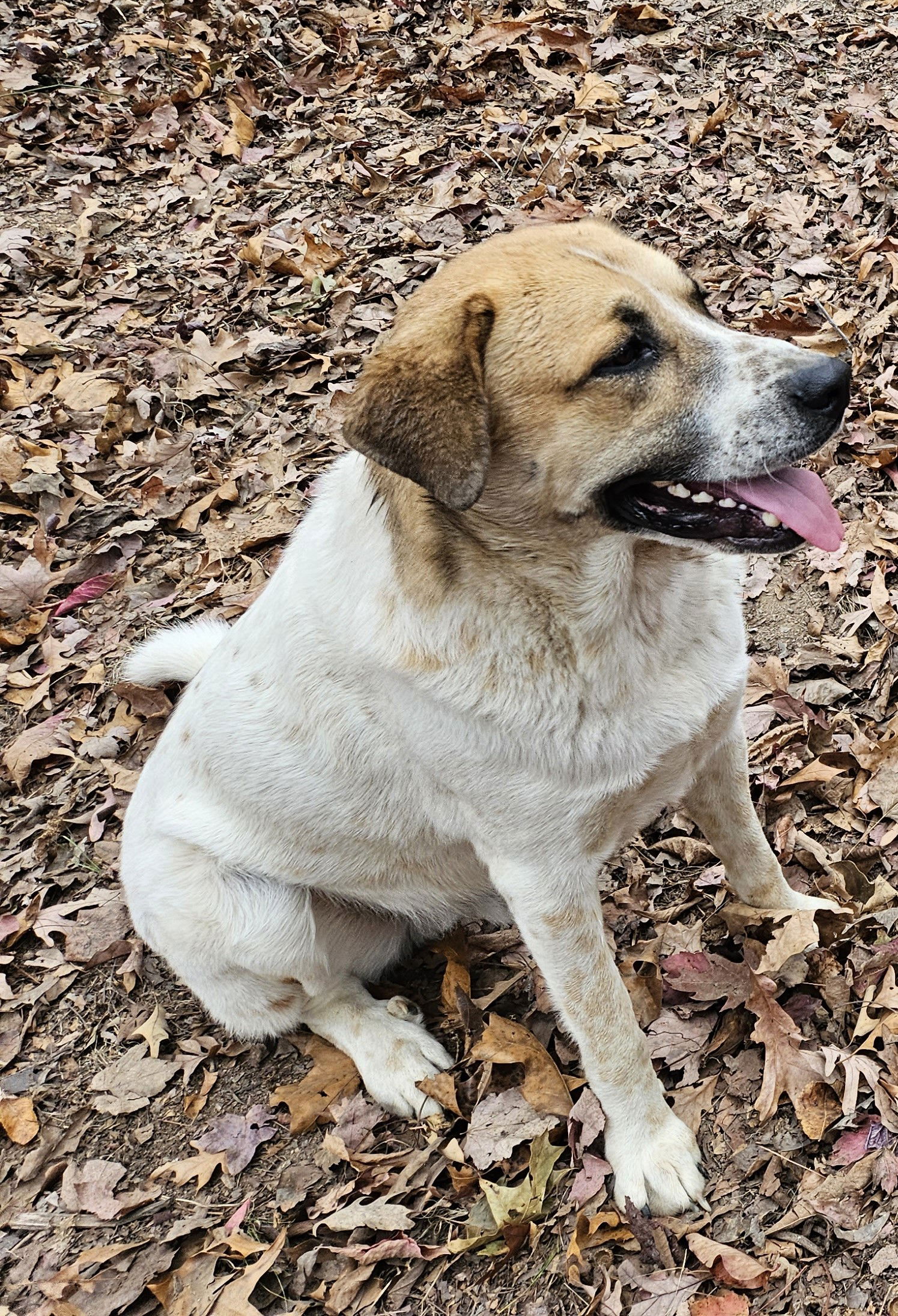 adoptable Dog in Higley, AZ named NORTH CAROLINA, GREENSBORO; 