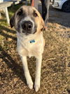 TEXAS, GAINESVILLE; **FOSTER OR ADOPT** 