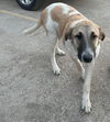 TEXAS, GAINESVILLE; **FOSTER OR ADOPT** 