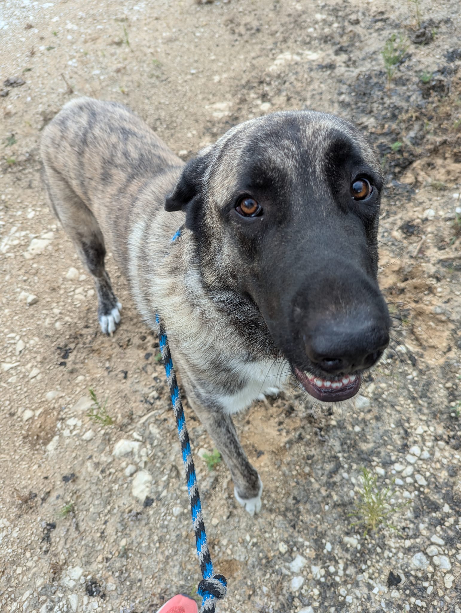 adoptable Dog in Higley, AZ named TEXAS, GAINESVILLE; FOSTER OR ADOPT 