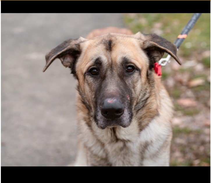 adoptable Dog in Higley, AZ named PENNSYLVANIA, WEST CHESTER; 