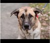 adoptable Dog in higley, AZ named PENNSYLVANIA, WEST CHESTER; "MUNCH"