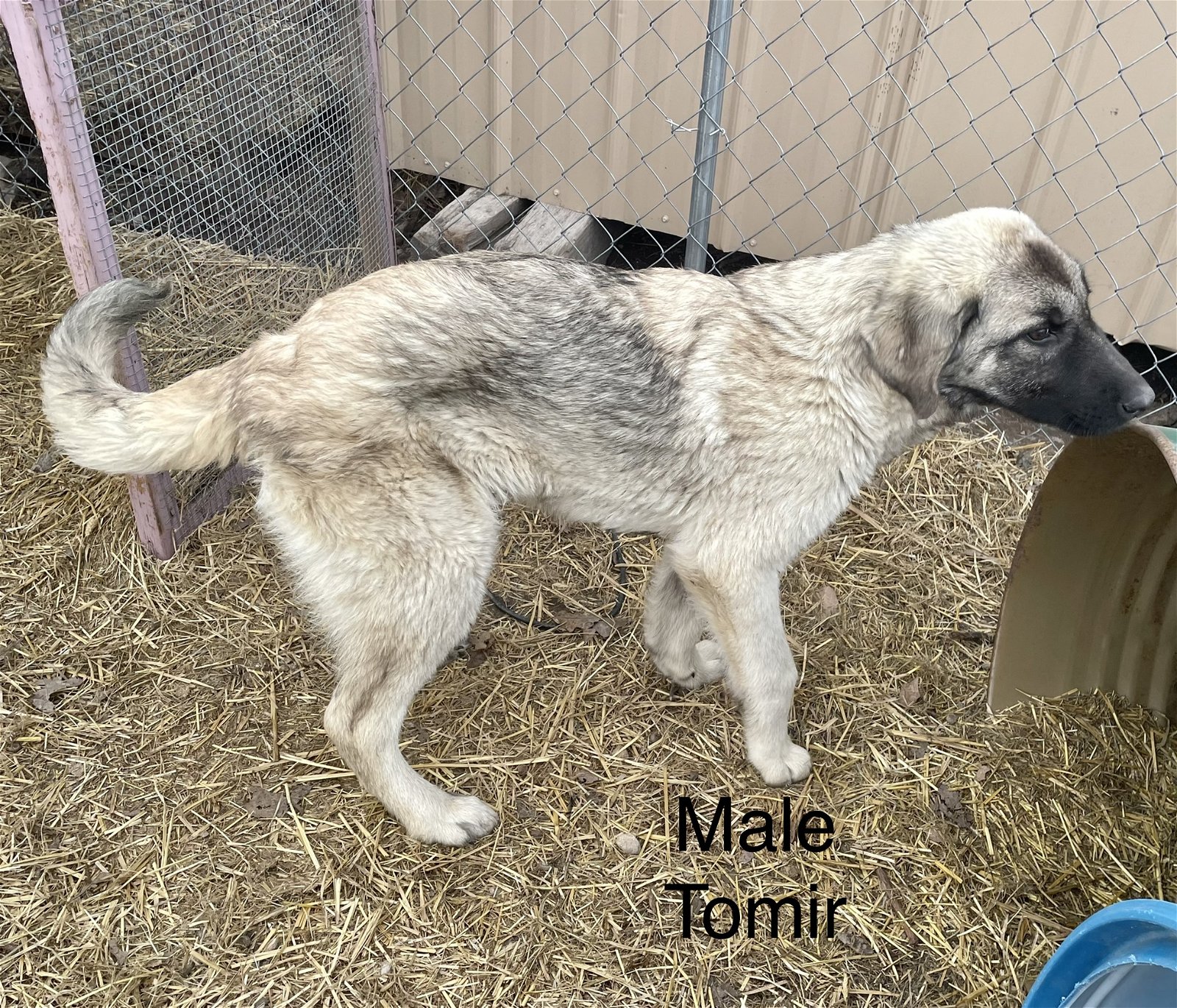 adoptable Dog in Higley, AZ named MISSOURI, ROLLY; TOMIR