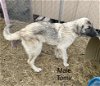 adoptable Dog in  named MISSOURI, ROLLY; TOMIR