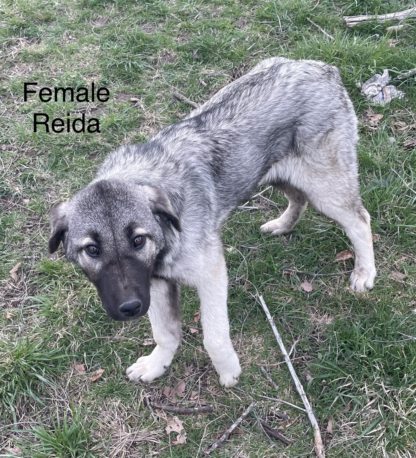 adoptable Dog in Higley, AZ named MISSOURI, ROLLA; REIDA