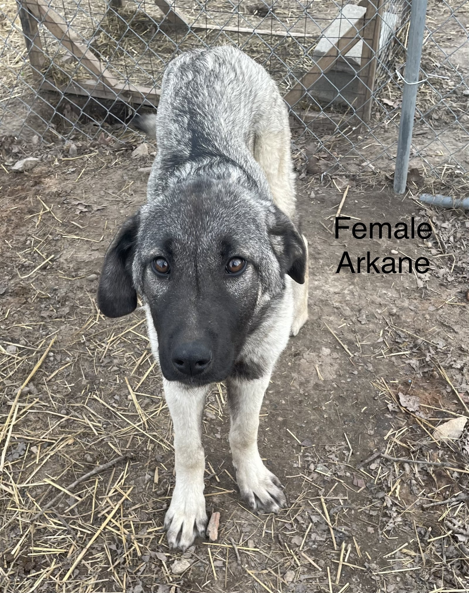 adoptable Dog in Higley, AZ named MISSOURI, ROLLA; 