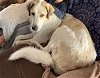 adoptable Dog in higley, AZ named WASHINGTON, ENUMCLAW; "BUCK"