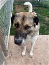 adoptable Dog in higley, AZ named TEXAS, HEMPSTEAD; "GUS"