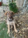 adoptable Dog in  named TEXAS, HOUSTON; "RUSTY"