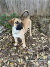 adoptable Dog in higley, AZ named TEXAS, HOUSTON; "PETESY"
