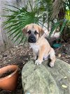 adoptable Dog in higley, AZ named TEXAS, HOUSTON; "BOWIE"