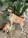 adoptable Dog in higley, AZ named TEXAS, HOUSTON; "GRACIE"