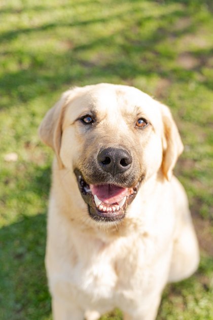 adoptable Dog in Higley, AZ named IDAHO, LEWISTON; 