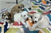 adoptable Dog in higley, AZ named TEXAS, TYLER; "PUPPIES"