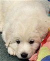 adoptable Dog in higley, AZ named TEXAS, TYLER; FOSTER OR ADOPT "LEYLA"