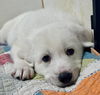 TEXAS, TYLER;  **ADOPTION PENDING** 