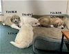 adoptable Dog in higley, AZ named TEXAS, TYLER; ADOPTION PENDING "TIMBER"