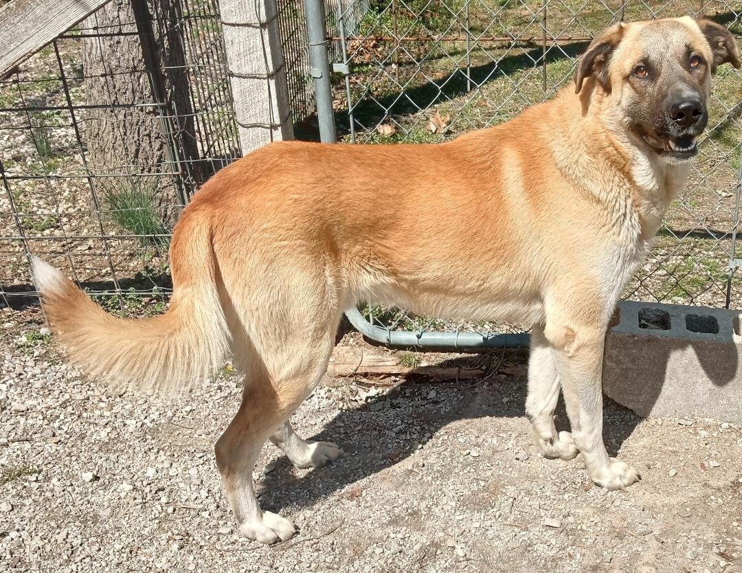 adoptable Dog in Higley, AZ named MISSOURI, CABOOL; 