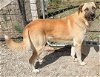 adoptable Dog in  named MISSOURI, CABOOL; "ROVER"
