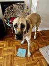 D.C WASHINGTON; **URGENT FOSTER OR ADOPT**