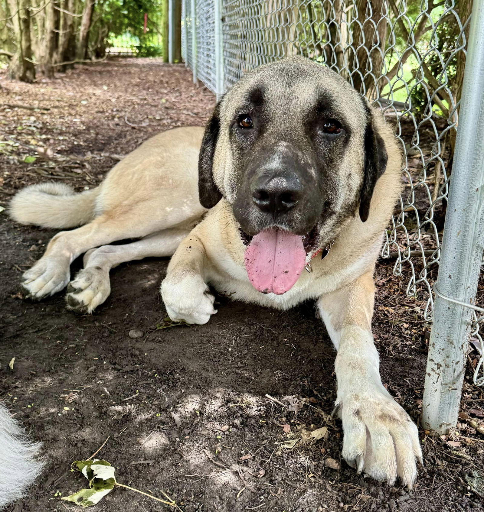 adoptable Dog in Higley, AZ named MICHIGAN, DETROIT; FOSTER OR ADOPT 