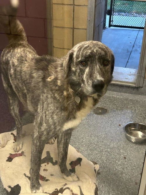 INDIANA, INDIANAPOLIS: **URGENT** 