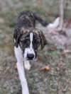 MARYLAND, FREDERICK; FOSTER OR ADOPT 