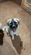 TEXAS, TYLER; FOSTER OR FOSTER TO ADOPT 