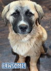 TEXAS, TYLER; FOSTER OR FOSTER TO ADOPT 