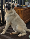 TEXAS, DALLAS; FOSTER, FOSTER TO ADOPT 