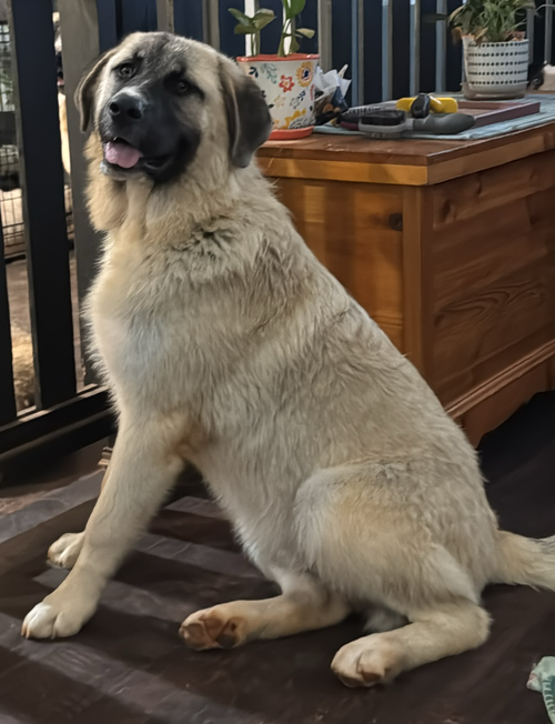 TEXAS, DALLAS; FOSTER, FOSTER TO ADOPT 