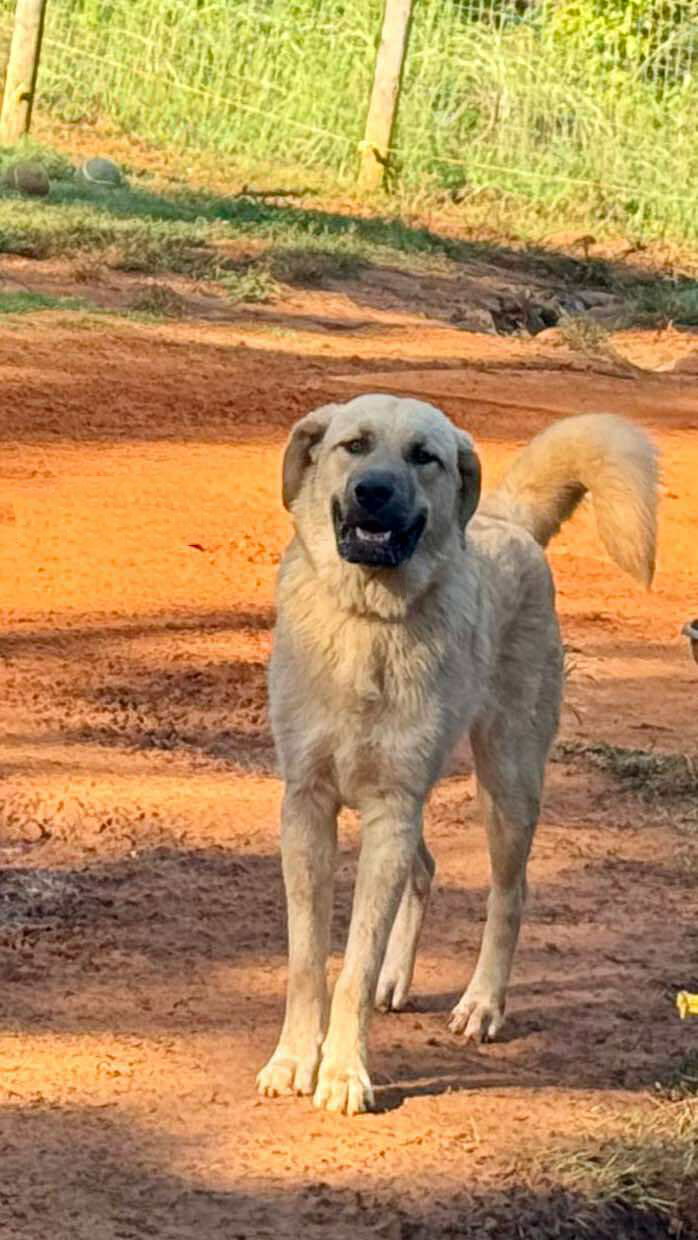 TEXAS, DALLAS; FOSTER OR ADOPT "RAIDER"