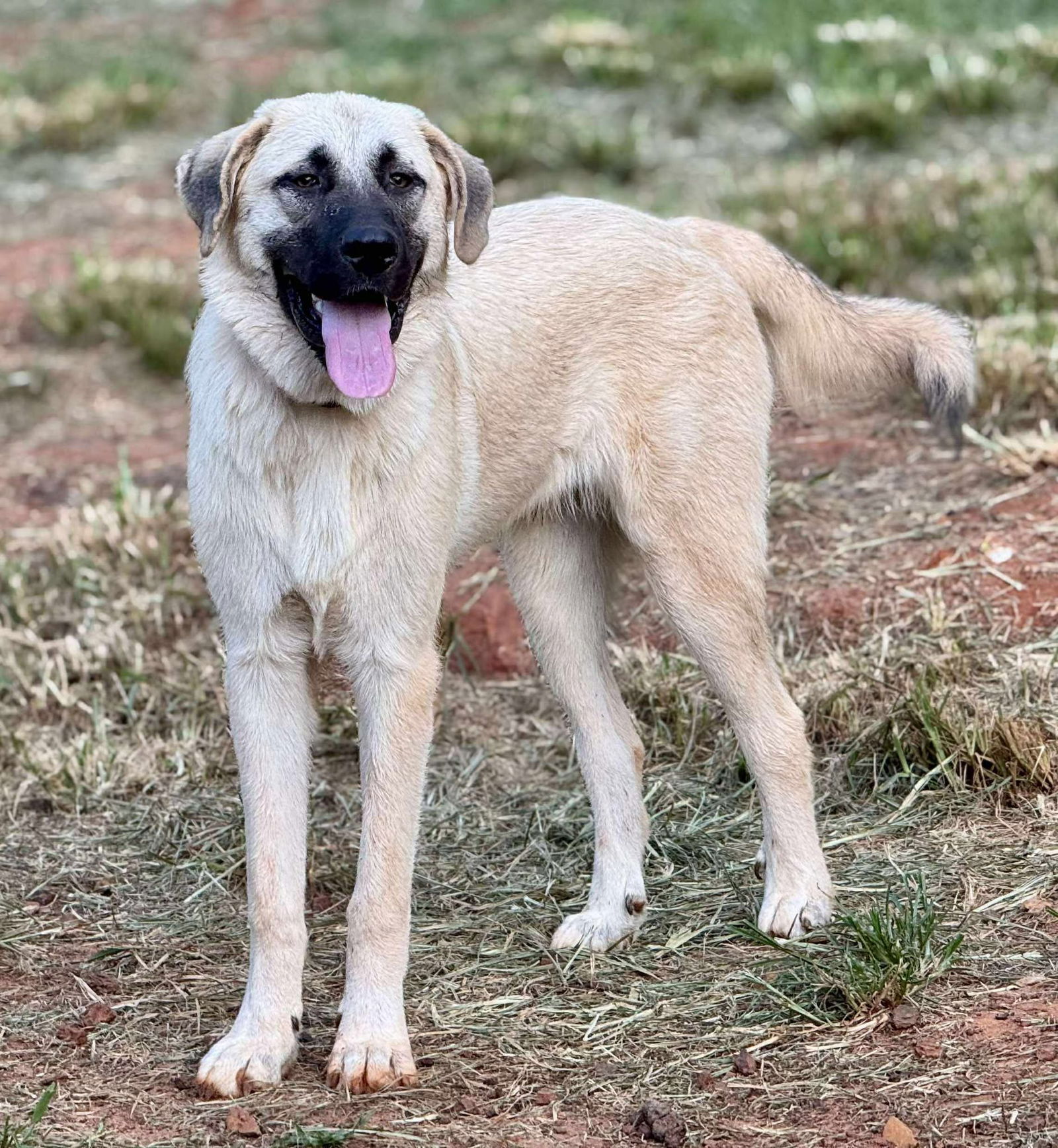 adoptable Dog in Higley, AZ named TEXAS, DALLAS; FOSTER OR FOSTER TO ADOPT