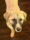 TEXAS, TYLER: FOSTER OR FOSTER TO ADOPT 