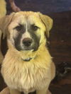 TEXAS, TYLER: FOSTER OR FOSTER TO ADOPT 