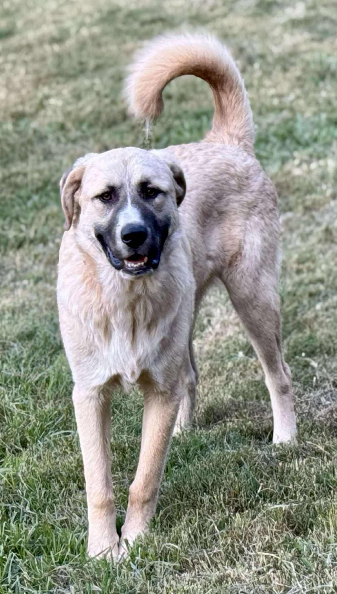 adoptable Dog in Higley, AZ named TEXAS, DALLAS: FOSTER or ADOPT
