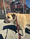 NEW YORK, BROOKLYN; URGENT FOSTER OR ADOPT 