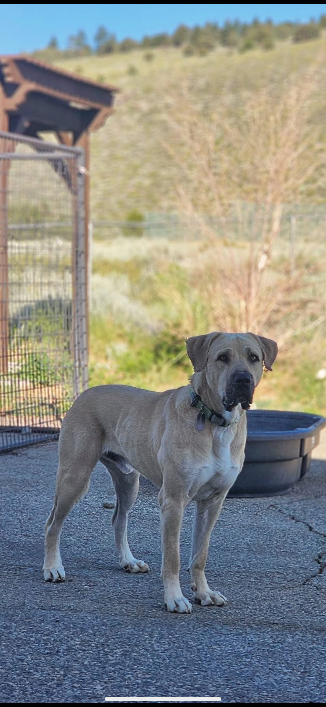 adoptable Dog in Higley, AZ named CALIFORNIA, MAMMOTH LAKES;