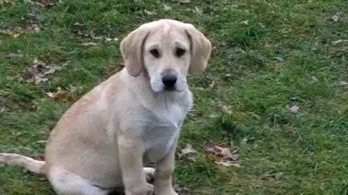 OHIO PUPPY 9