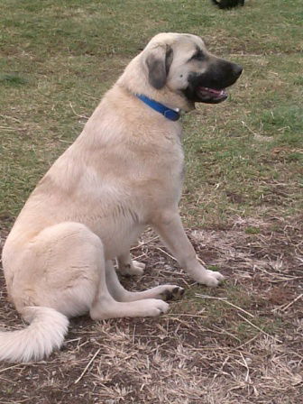 Female sales anatolian shepherd