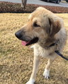 TEXAS, DALLAS; **URGENT** 