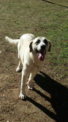 TEXAS, TYLER; **URGENT** 