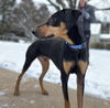 adoptable Dog in  named Toby