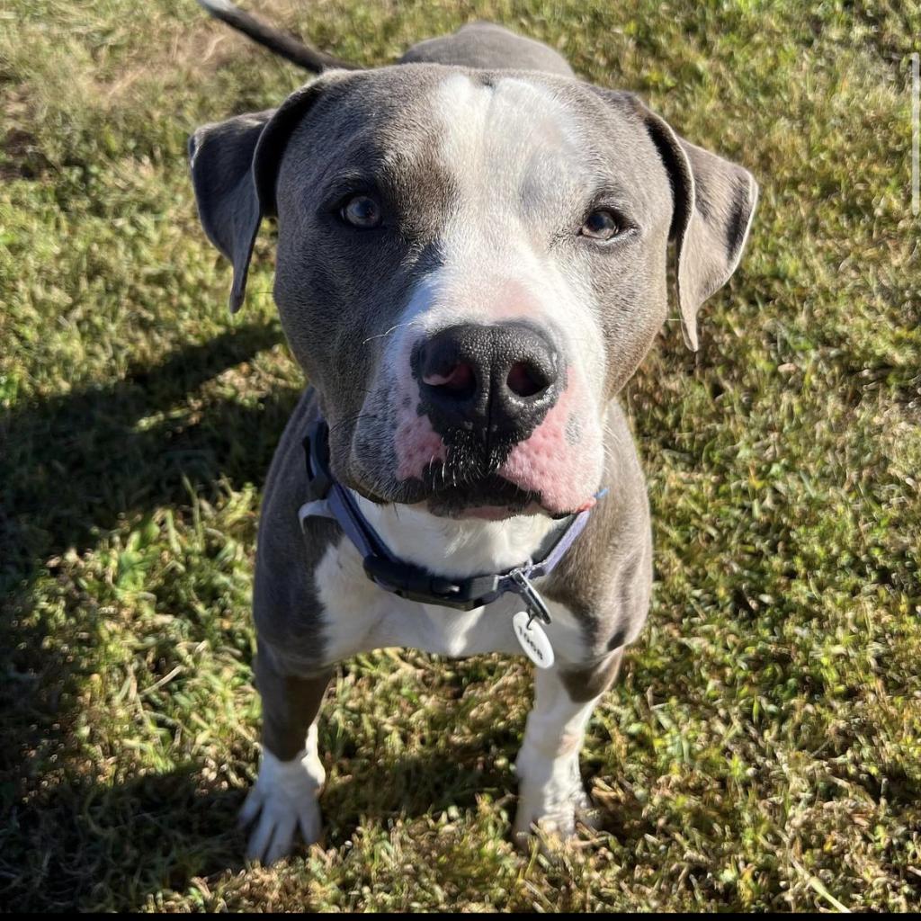 Dog for Adoption - Roscoe, a American Pit Bull Terrier in Montgomery ...