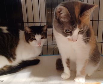 adoptable Cat in Baltimore, MD named Cali & Roxy