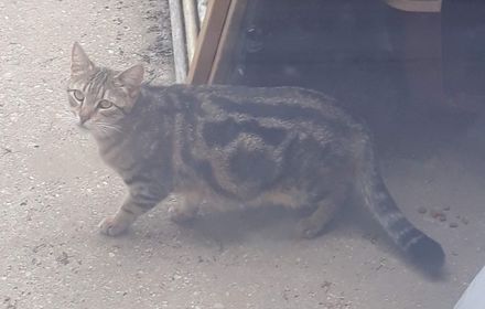 adoptable Cat in Baltimore, MD named Cool Spot