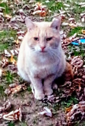 adoptable Cat in Baltimore, MD named Sunny