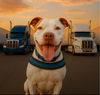 adoptable Dog in baltimore, MD named Ghost